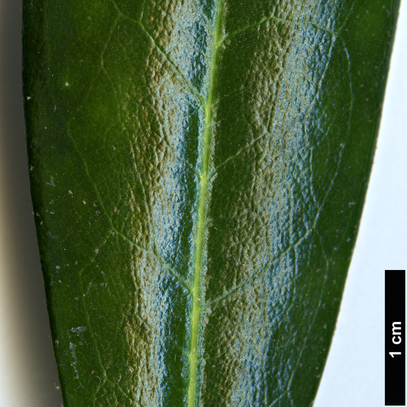 High resolution image: Family: Ericaceae - Genus: Rhododendron - Taxon: degronianum - SpeciesSub: subsp. heptamerum var. micranthum